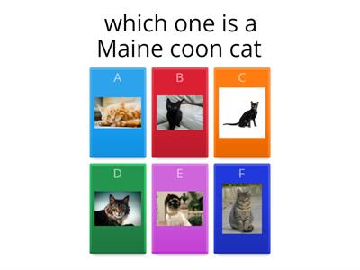 cat breeds quiz
