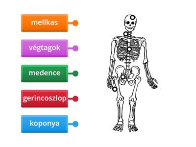 A csontváz főbb részei környezet 4. osztály
