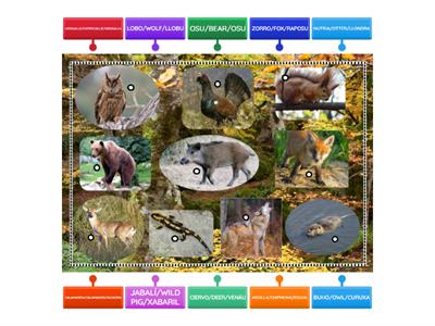 Wild animals / animales xabaces