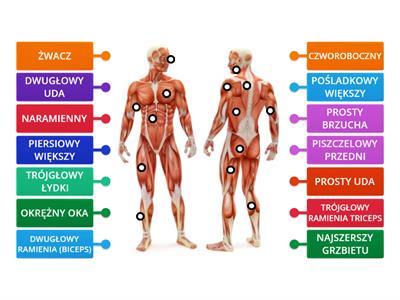 Układ mięśniowy - rozpoznawanie mięśni