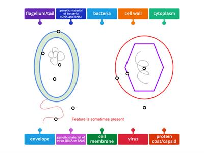 Virus and Bacteria Diagrams