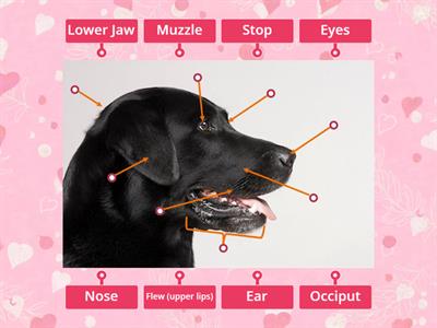 Canine Anatomy - Head