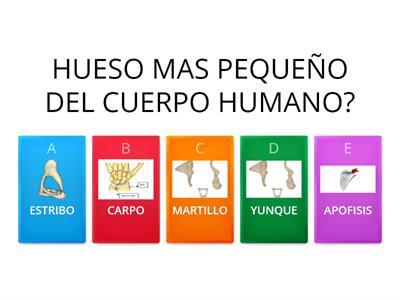 CUERPO HUMANO