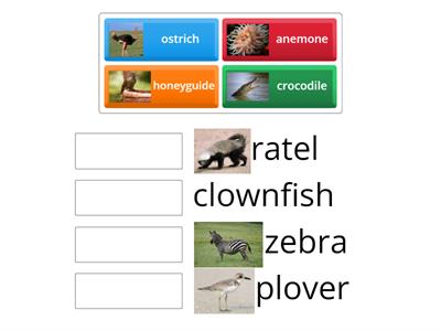 match each animal to its partener