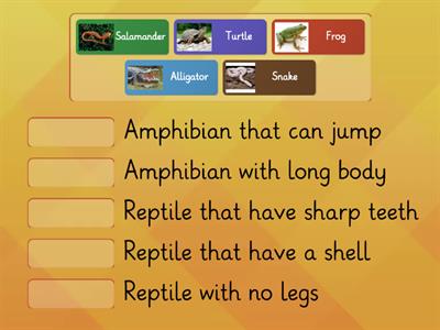 Match Reptiles & Amphibians
