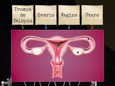 Identificar órgãos do sistema reprodutor feminino
