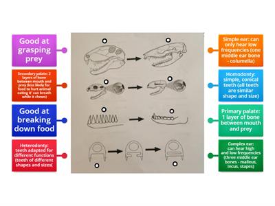 Major events in the evolution of mammals