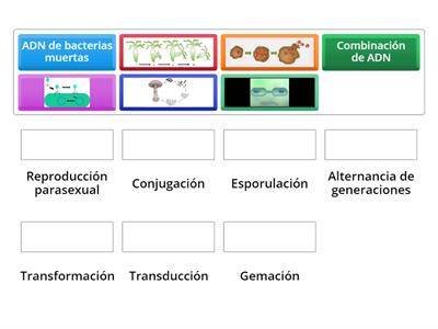 Reproducción en bacterias, protistos y hongos