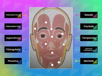 Facial Muscles