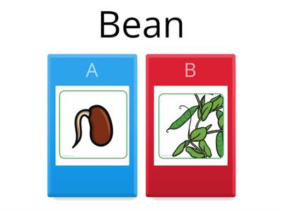 Bean's Life Cycle 