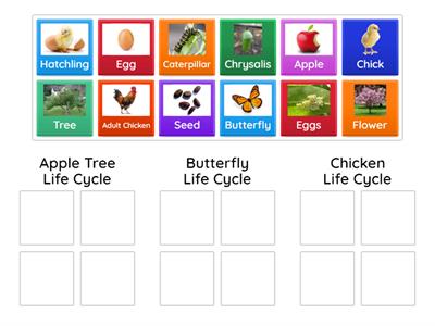 Apple Tree-Butterfly-Chicken Life Cycles-Grade 1