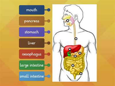 Parts of Digestive System