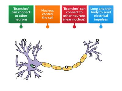 Simple label the neuron