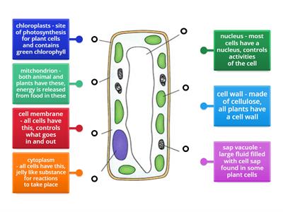 Y7 SCI 1.1 Labeling a Plant Cell w/ functions