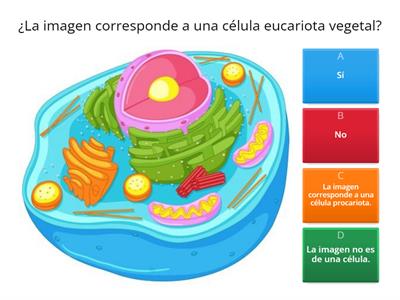 Evaluación formativa_Estructura de la célula eucariota animal y vegetal