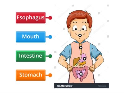 Digestive system