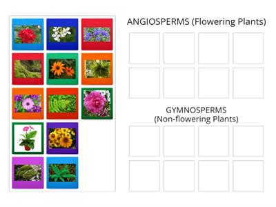Nat SCI - Flowering & Non-flowering Plants