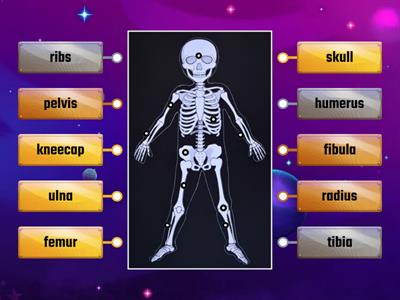 Skeletal System 