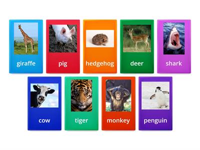CUSP Year 1 What does food tell us about an animal?