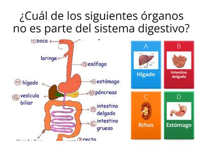 Aprendemos sobre el Sistema digestivo.