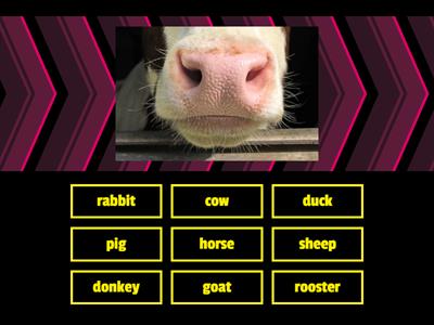 Guess the farm animal: noses