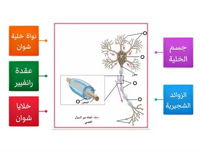 أجزاء الخلية العصبية-أحياء الثاني عشر - الفصل الدراسي الأول -حصة العتيبي