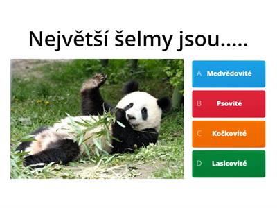 Medvědovité, Lasicovité šelmy - Brynchak