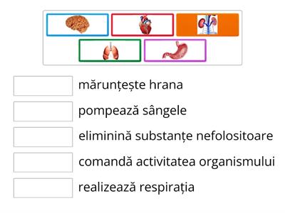 Organe interne majore - clasa I