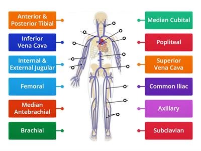 Major Systemic Veins