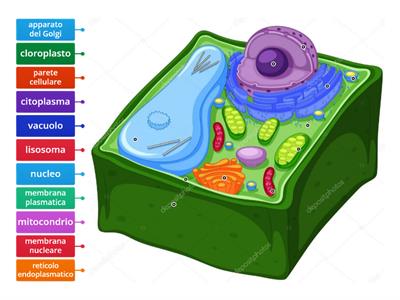 cellula vegetale