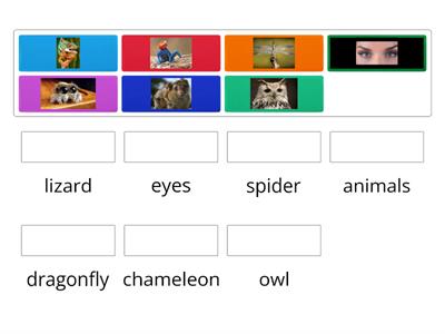 Animal Eyes Vocabulary