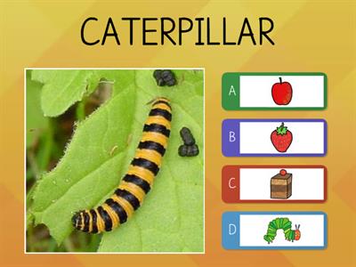  The very hungry caterpillar - QUIZ