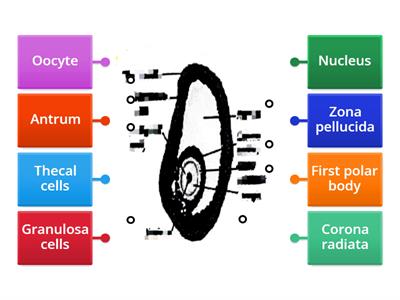 The structure of the secondary oocyte 