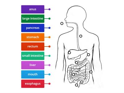  Digestive Sys (2) - Anatomy