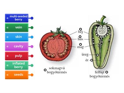 Parts of the tomato and green pepper/ Science Book 5