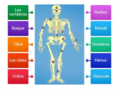 Os du corps humain - 3ième année