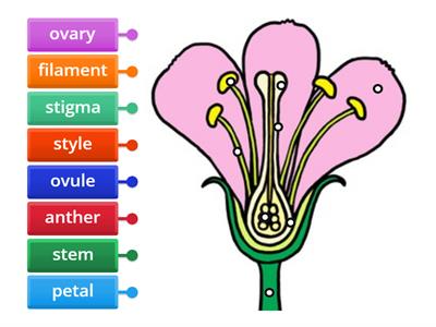 Label a Flower