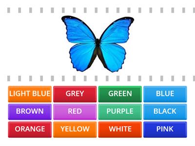 WHAT COLOUR IS THE BUTTERFLY?
