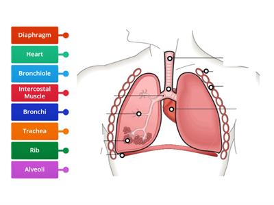 Lung Label