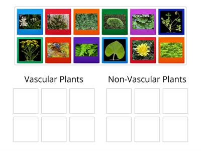 Vascular and non-vascular plant sort