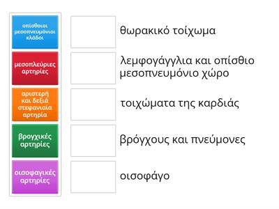 Τι αιματώνουν οι κλάδοι της θωρακικής αορτής;