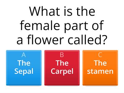 KS3 Parts of a flower quiz