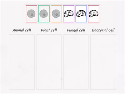 N5 Bio 1.1 animal, plant, fungal and bacterial cell structures