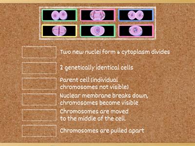 Mitosis