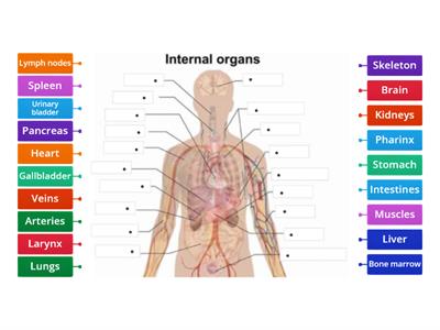 DE: L14 Human Body Organs: Vocabulary 