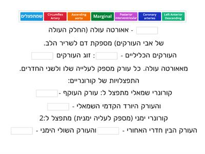 עץ עורקי מחולק.