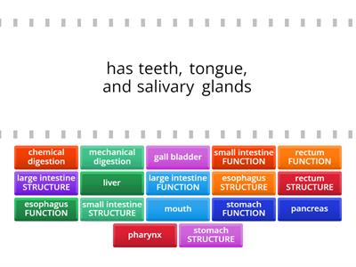 Digestive System Exam Review (mostly structure/function)