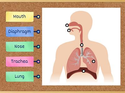 Respiratory System Labelling