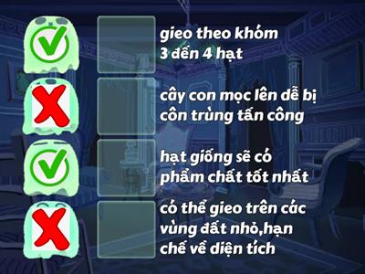 Trồng rừng bằng gieo hạt thẳng