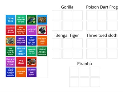 Geography: Rainforest adaptations 